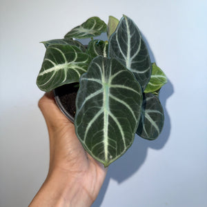 Spooky Mystery Bundle Box - 3 Spooky Plants