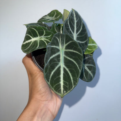 Spooky Plant Bundle Mystery Box - Three spooky Plants in 4-Inch Pots