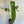 Anthurium Verrapaenze