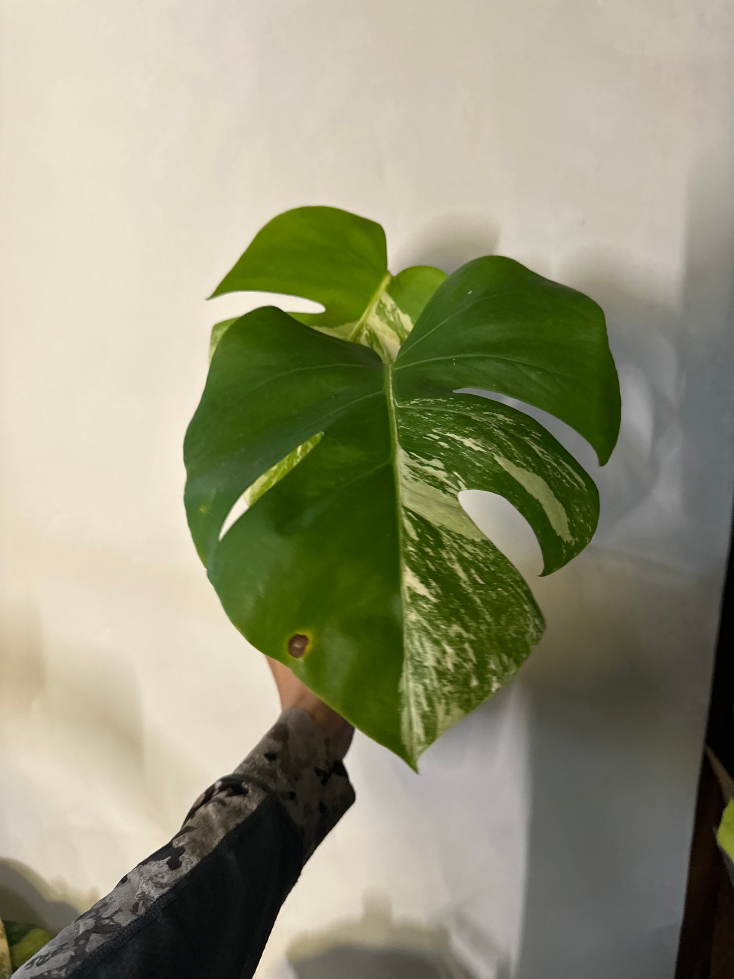 Monstera Borgisiana albo variegated #1