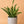 Large Sansevieria Lauren 'Yellowstone'