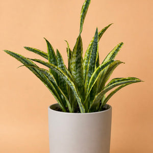 Large Sansevieria Lauren 'Yellowstone'
