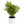 Aralia Ming Stump