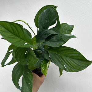 Monstera Pinnatipartita