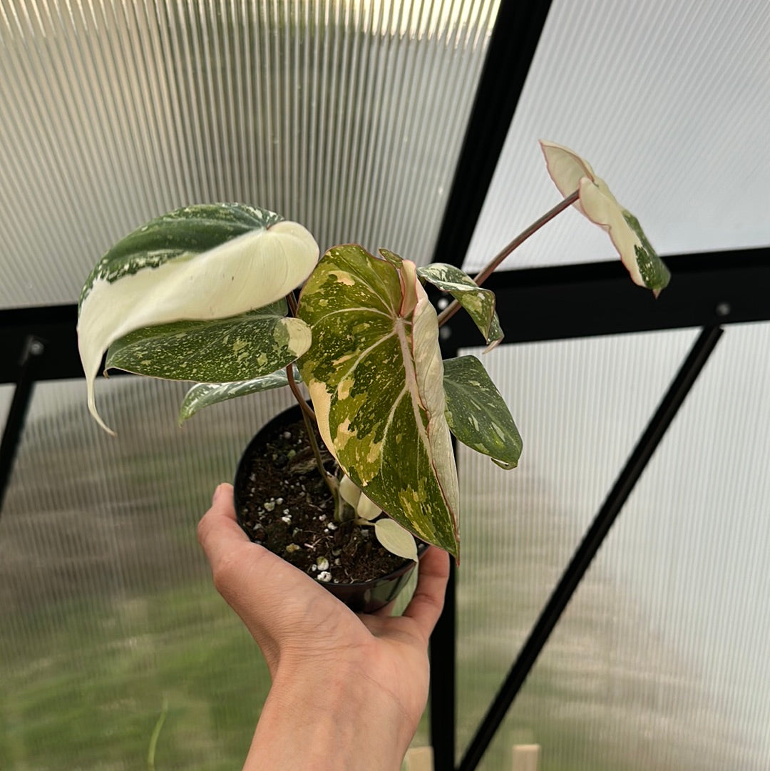 Variegated Philodendron Gloriosum Galaxy