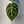 Anthurium Crystallinum