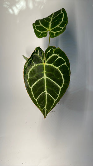 Anthurium Crystallinum