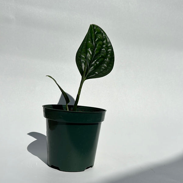 Monstera Peru