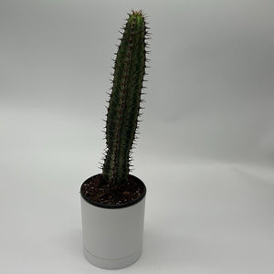 Variegated Euphorbia Candelabra 4” Pot – Rare Variegated Succulent live plant