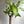 Brazilian Lucky Wood (Dracaena Massangeana)