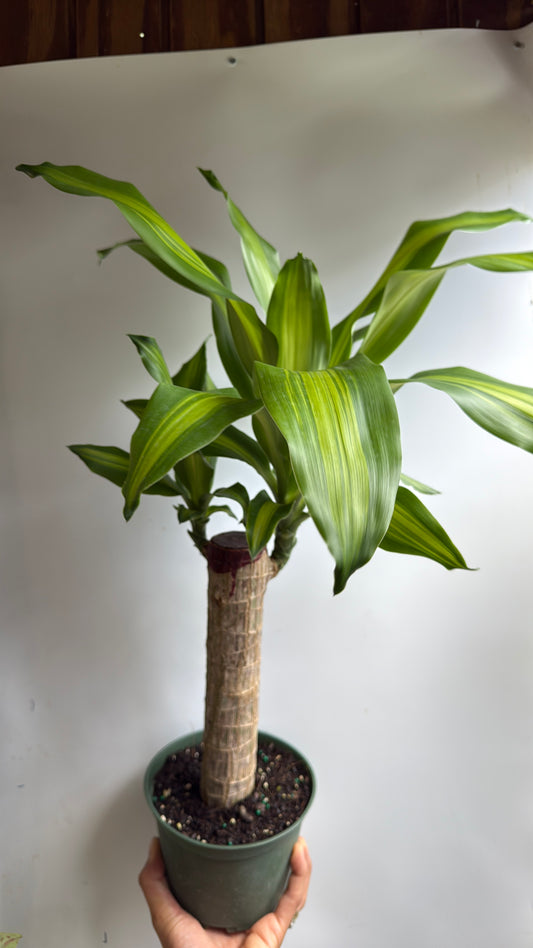 Brazilian Lucky Wood 6" pot (Dracaena Massangeana)
