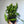 Spooky Mystery Bundle Box - 3 Spooky Plants