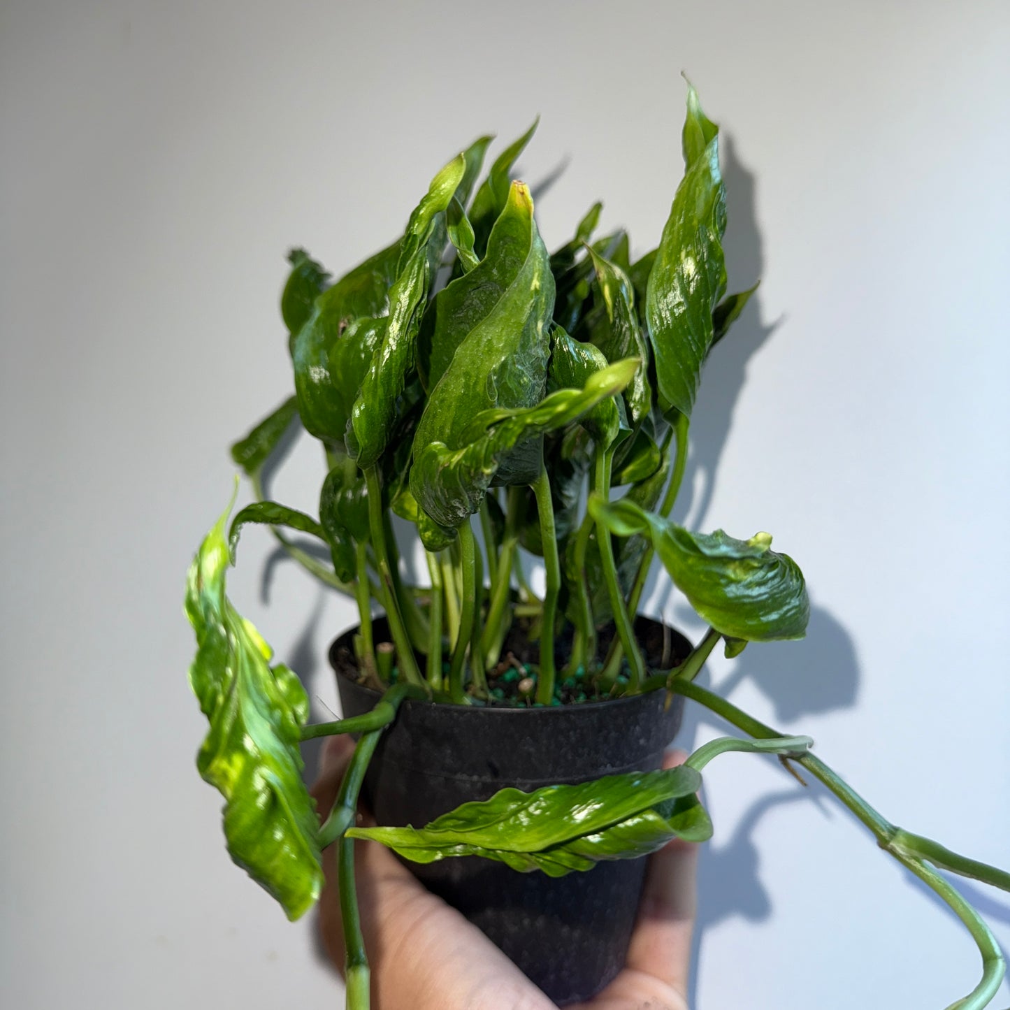 Spooky Plant Bundle Mystery Box - Three spooky Plants in 4-Inch Pots