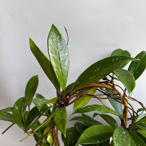 Hoya Publicalyx 'Splash'