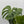 Monstera Deliciosa