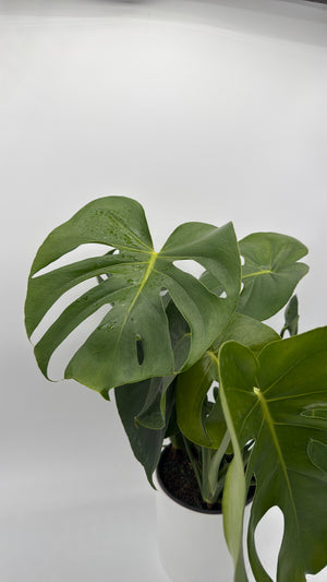Monstera Deliciosa