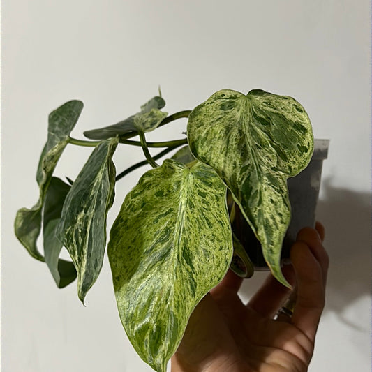 Philodendron Hederaceum Variegated (Heart Leaf) mutated