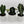 Alocasia Mystery Bundle Box - 3 Alocasia Plants