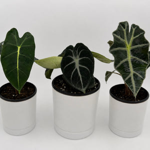 Alocasia Mystery Bundle Box - 3 Alocasia Plants