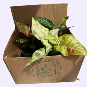 Beginner Friendly Mystery Box Bundle - 3 Easy-Care Plants