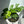 Rhaphidophora Tetrasperma (Mini Monstera)