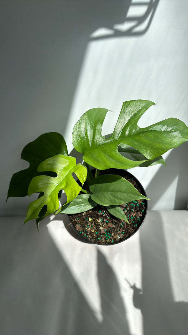Rhaphidophora Tetrasperma (Mini Monstera)