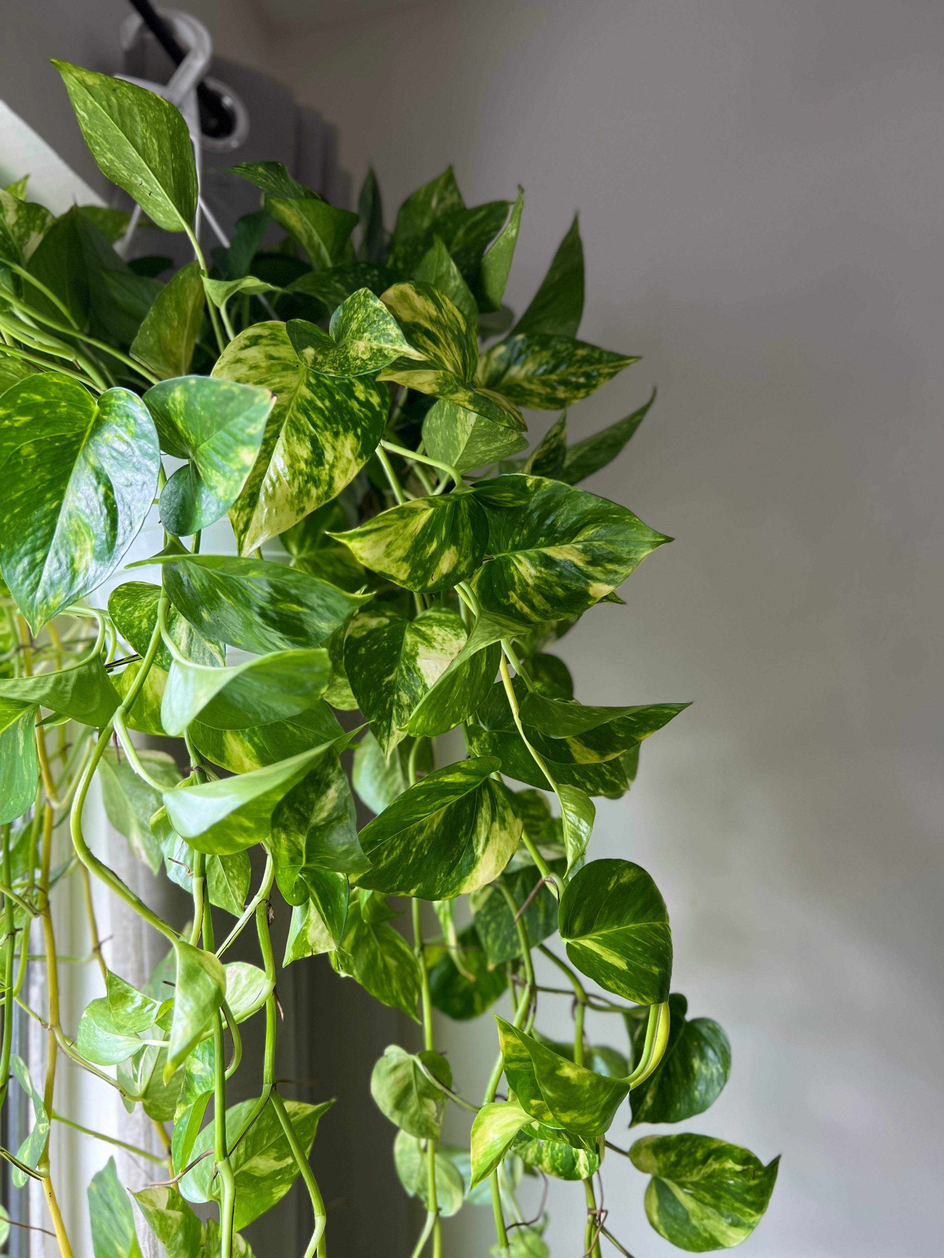 Golden Pothos XL – RUNOPLANTS