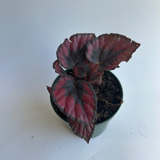 Begonia Red Kiss 4”