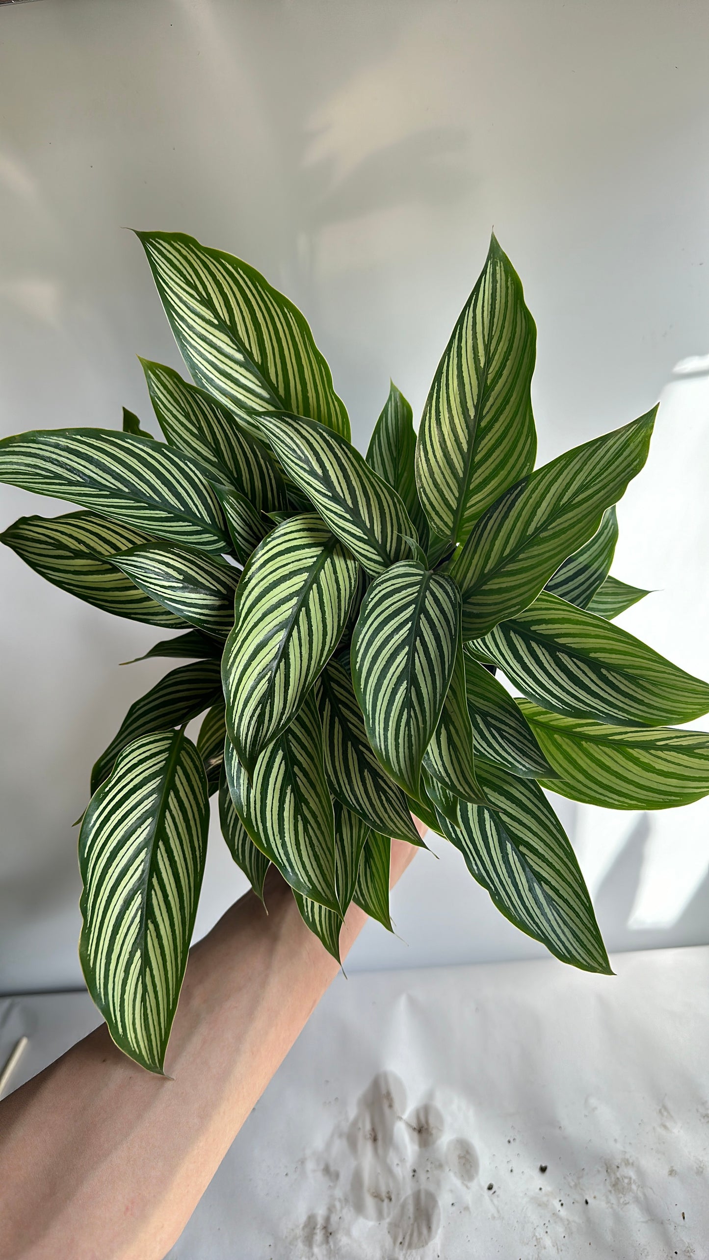 Calathea Vittata