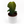 Philodendron Melanochrysum