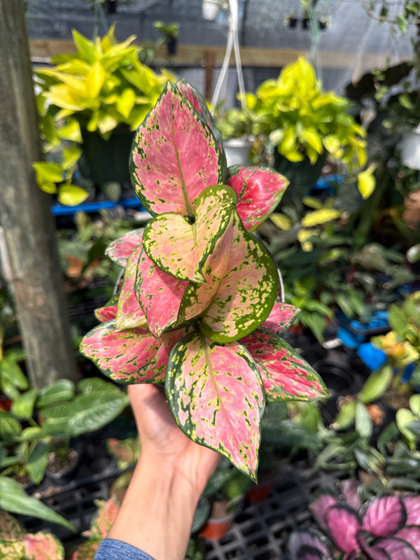 Aglaonema Pink Zircon