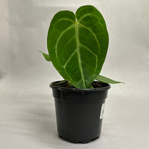 Anthurium Magnificum