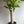 Brazilian Lucky Wood (Dracaena Massangeana)