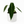Anthurium Queen (Anthurium Warocqueanum)
