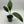Anthurium big Bill 4” pot