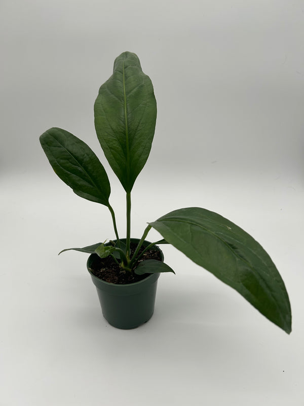 Anthurium big Bill 4” pot