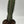 Variegated Euphorbia Candelabra 4” Pot – Rare Variegated Succulent live plant