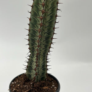 Variegated Euphorbia Candelabra 4” Pot – Rare Variegated Succulent live plant
