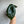 Alocasia Green Unicorn