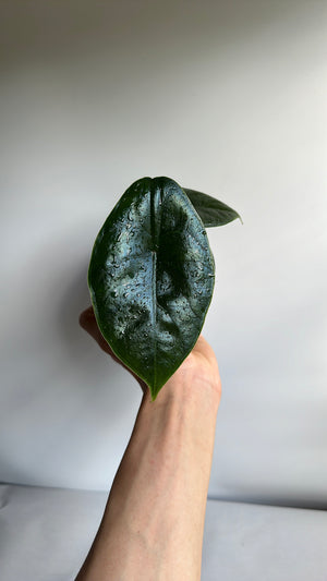 Alocasia Green Unicorn