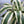 XL Dracaena fragrans ‘White’ 10” Pot – Large Variegated Tropical Houseplant live plant