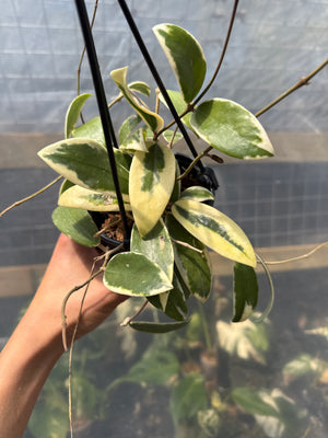 Outer Variegated Hoya Acuta 4” pot
