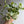 Pothos N'Joy