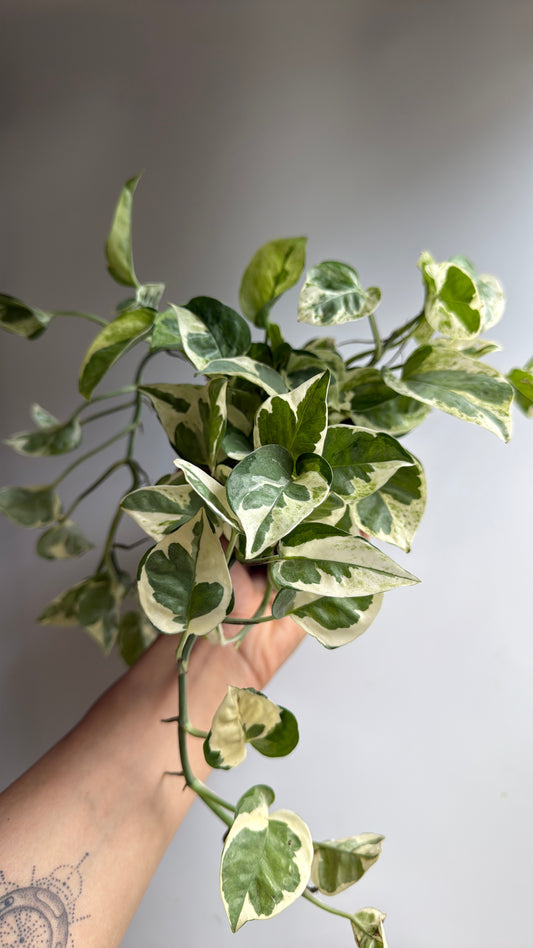 Pothos NJoy 4" pot