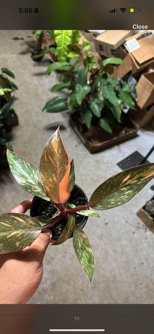 Philodendron Orange princess, Rare plant