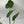 Alocasia cucullata 4” Pot – Tropical Elephant Ear Houseplant live plant