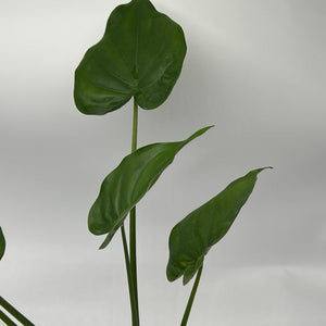 Alocasia cucullata 4” Pot – Tropical Elephant Ear Houseplant live plant