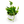 Pothos Shangri La