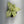 Syngonium Milk Confetti
