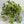 Pothos Pearls and Jade
